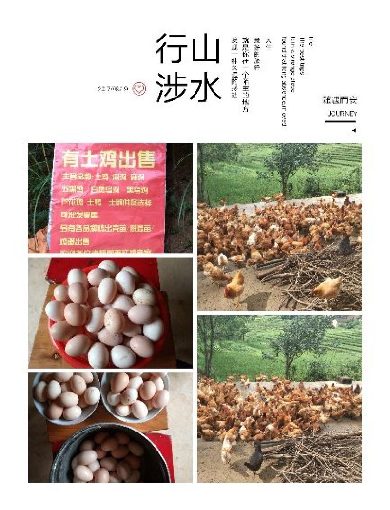 土鸡蛋50~60g食用