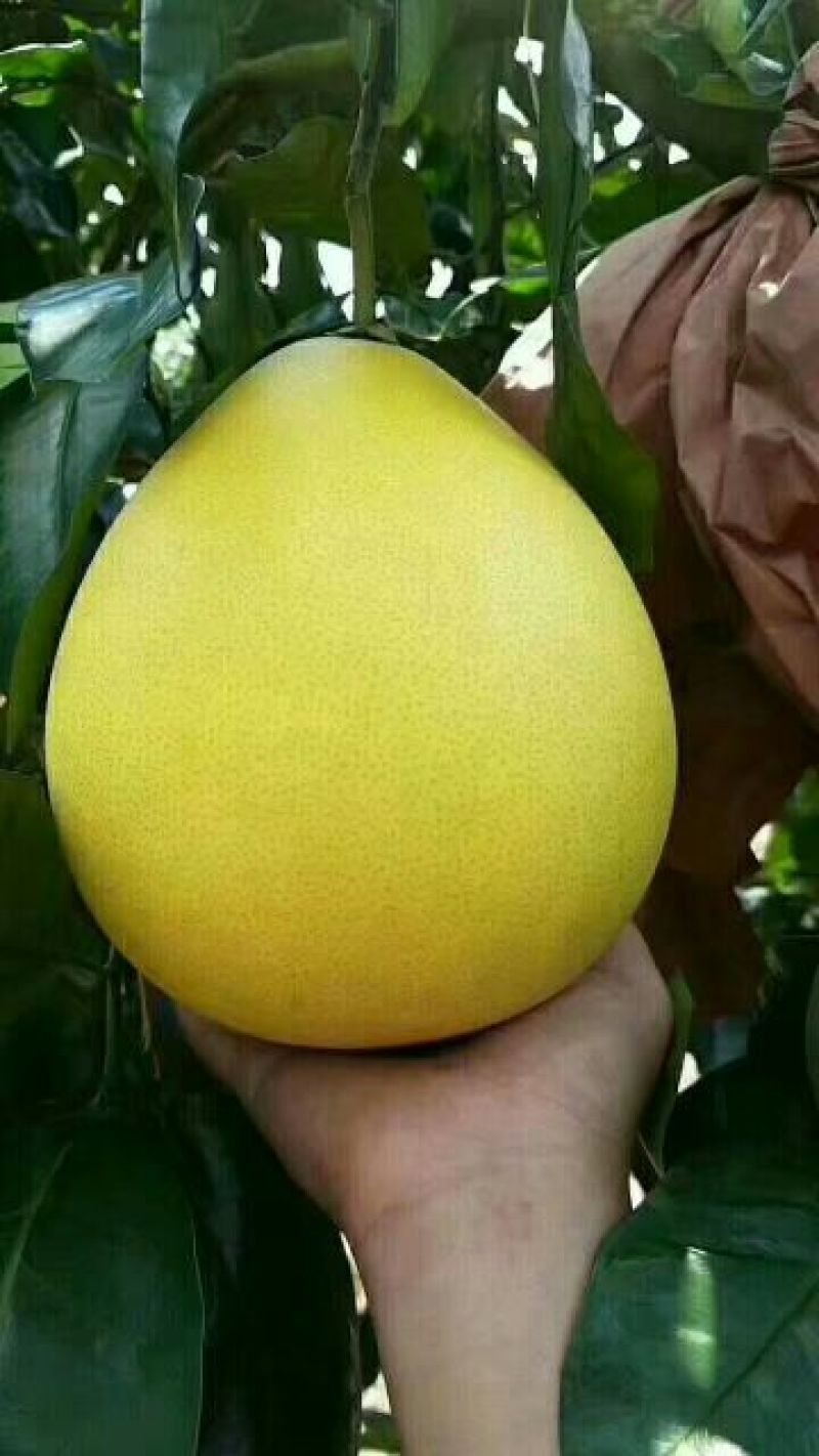 蜜柚2斤以上