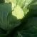 北京三号白菜4~6斤净菜，菜型好，菜绿，菜心实