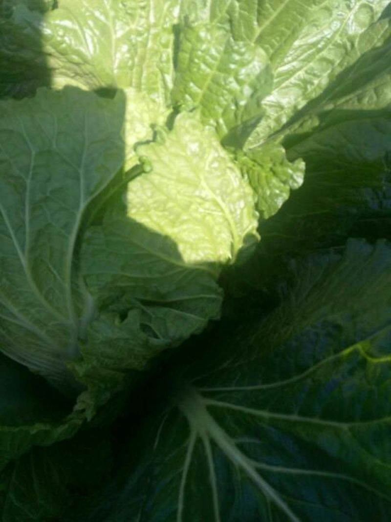 北京三号白菜4~6斤净菜，菜型好，菜绿，菜心实