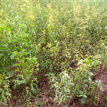 蜂糖李子苗40~50cm
