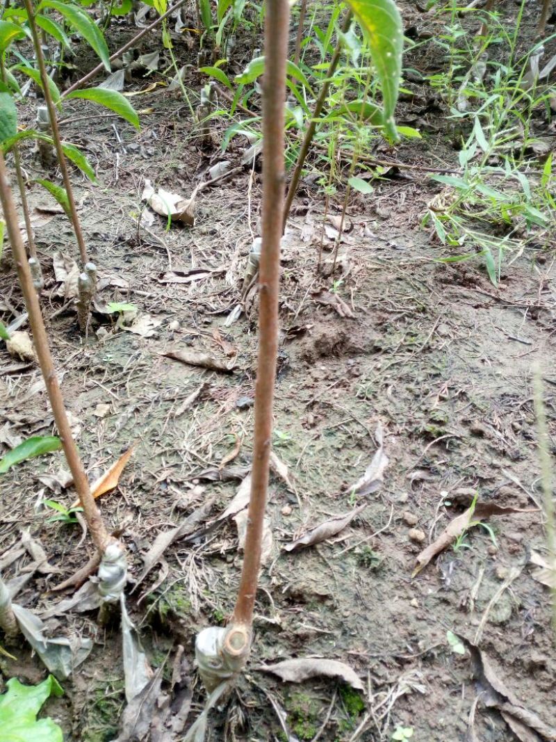 蜂糖李子苗40~50cm