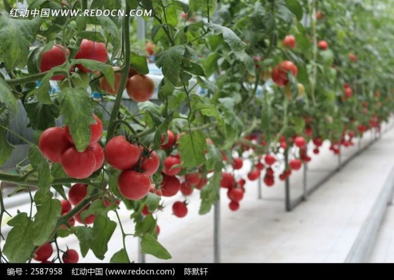 硬粉西红柿通货硬粉弧二以上