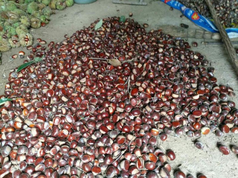 油栗中栗炒栗种