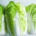 大白菜毛菜2~3斤