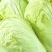 大白菜毛菜2~3斤