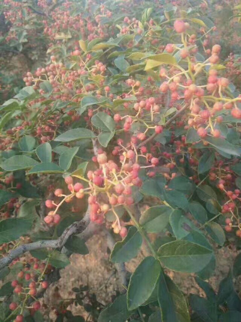 大红袍花椒一级干