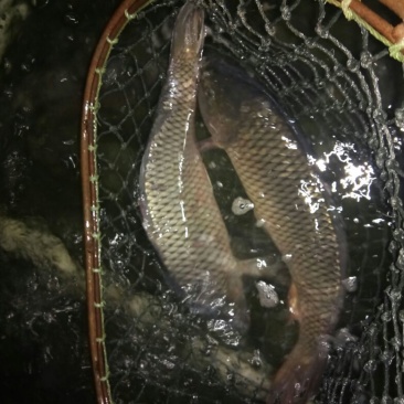 池鲤鱼食用2~3公斤