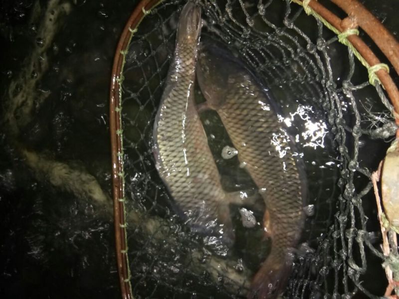 池鲤鱼食用2~3公斤