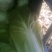 韩国黄心白菜净菜4~6斤