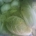 韩国黄心白菜净菜4~6斤