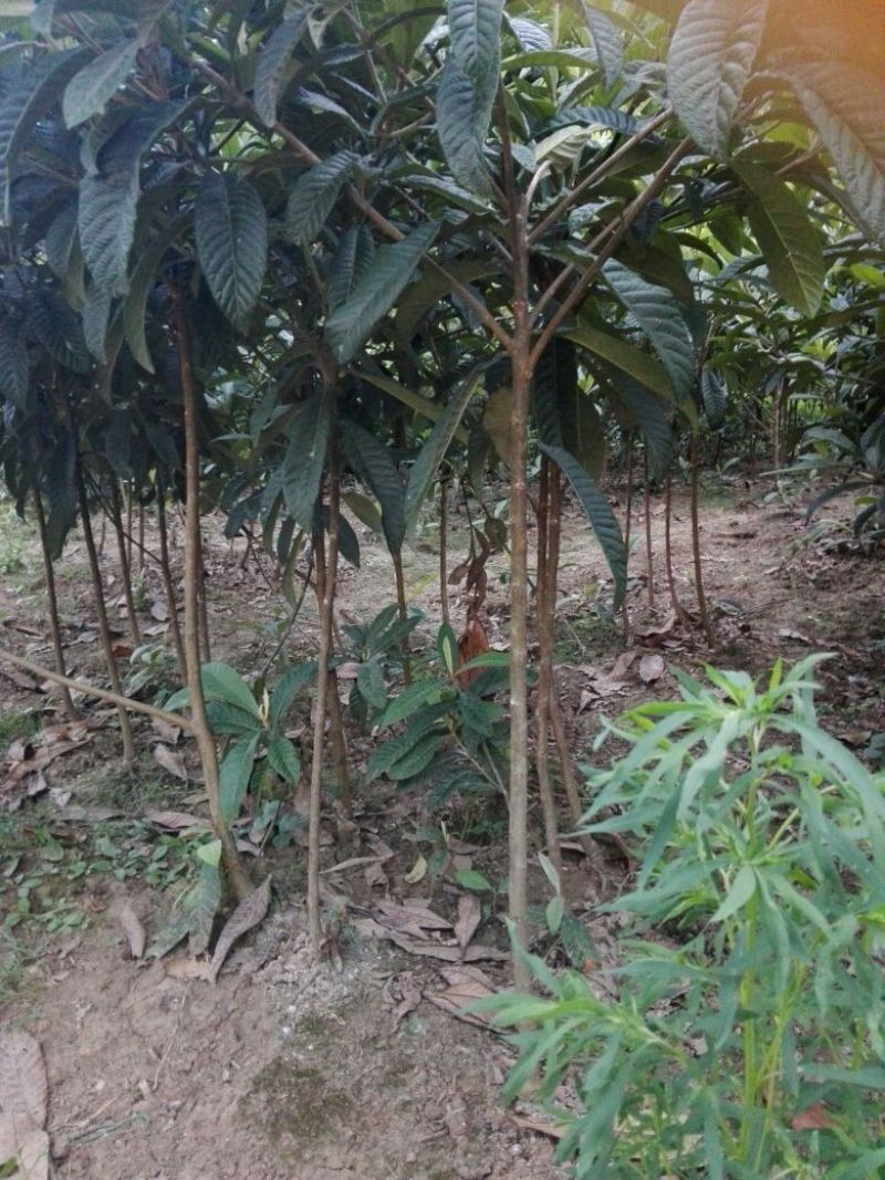 四川枇杷树苗三年生带土球保湿发货，包成活率！