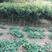 四川枇杷树苗三年生带土球保湿发货，包成活率！