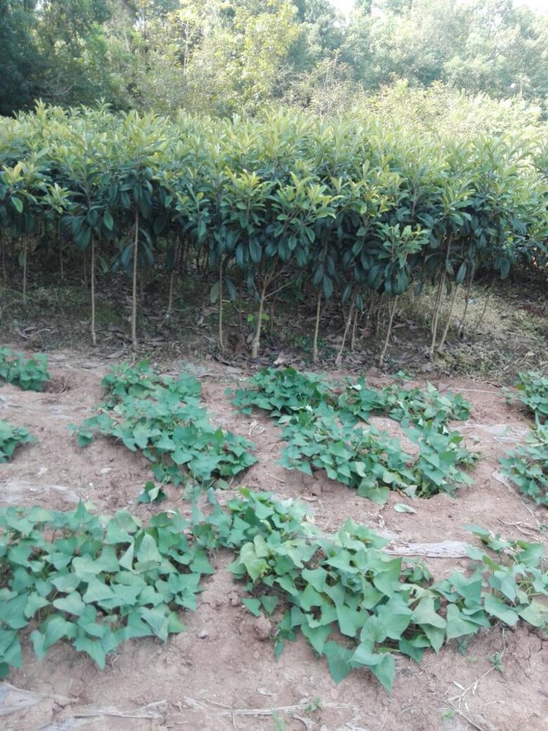 四川枇杷树苗三年生带土球保湿发货，包成活率！