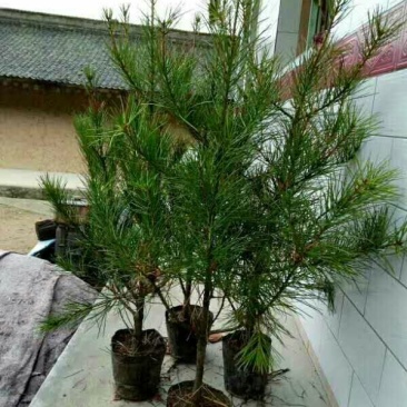 营养袋白皮松，白皮松容器苗，白皮松杯苗各种幼苗