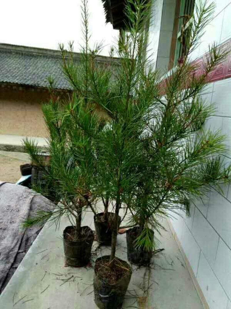 营养袋白皮松，白皮松容器苗，白皮松杯苗各种幼苗