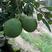 柚子树30~50cm