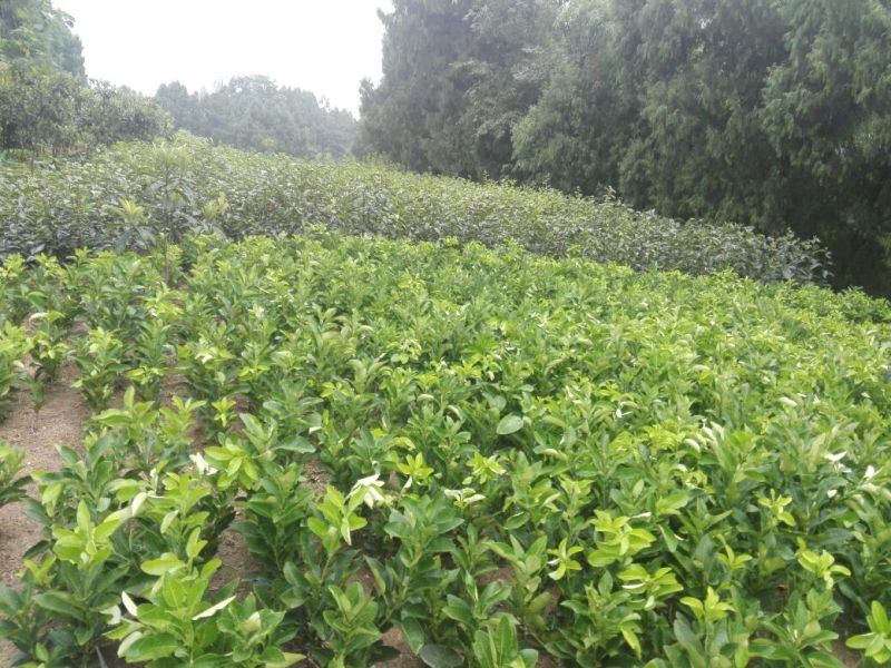 柚子树30~50cm