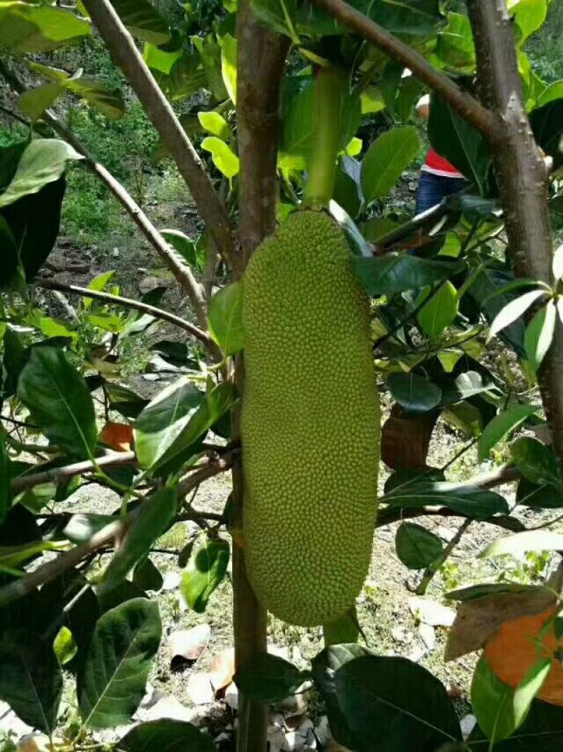 菠萝树苗