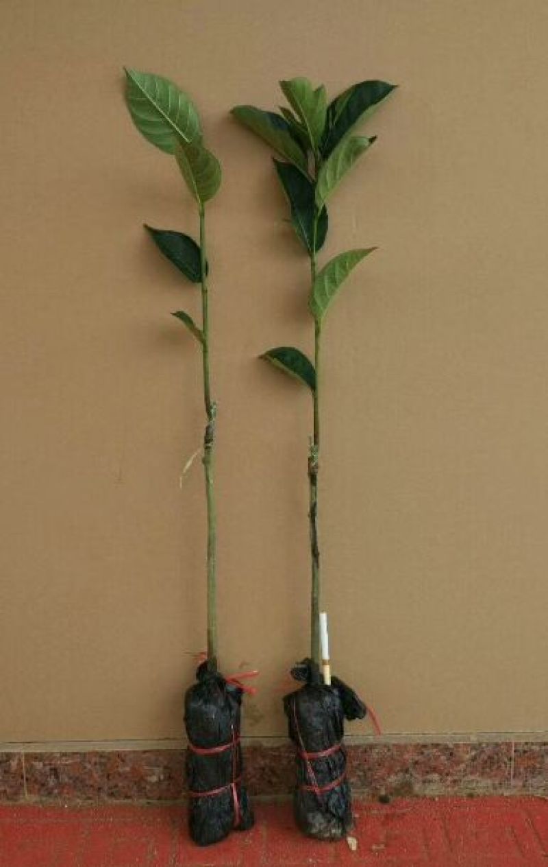 菠萝树苗