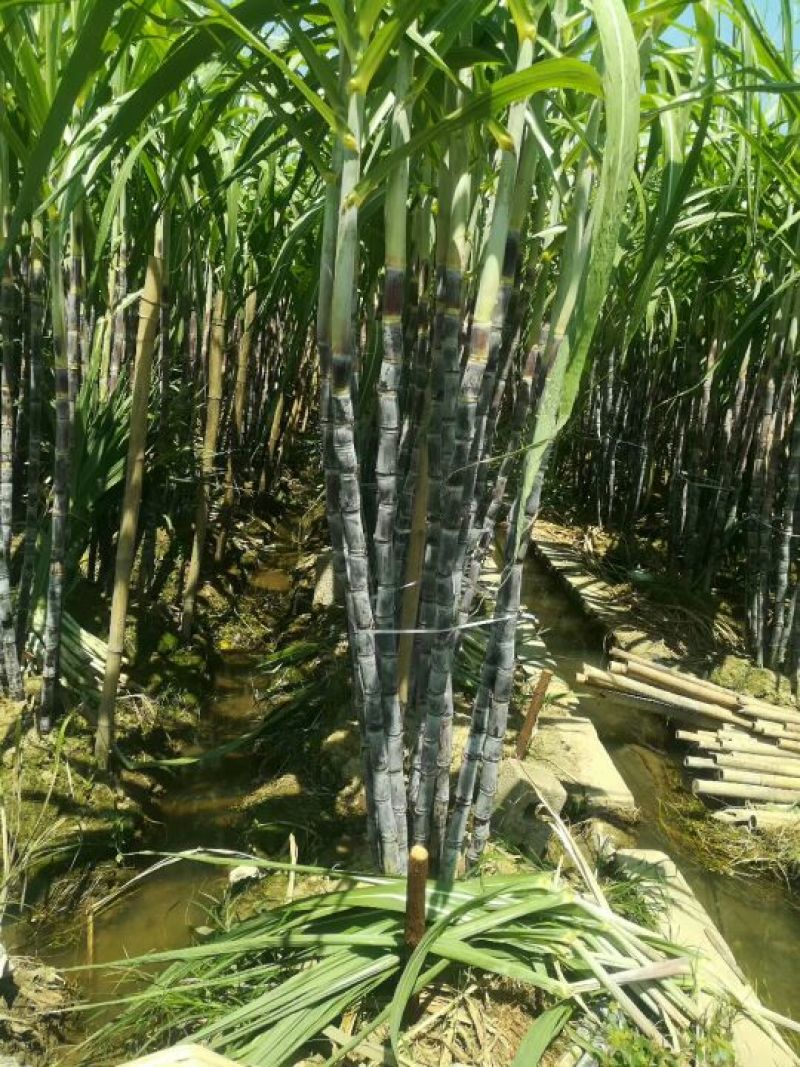 广西桂林阳朔黑皮甘蔗4~6斤3~4cm2~2.5米