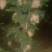 晚秋黄梨350克以上