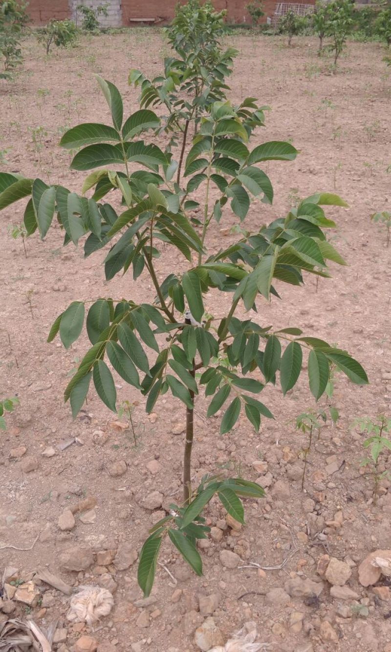 盐源早核桃苗二年苗50~100cm