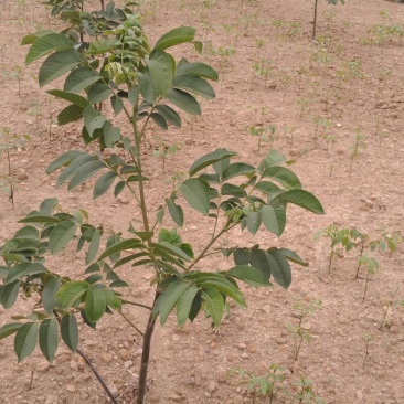 盐源早核桃苗二年苗50~100cm