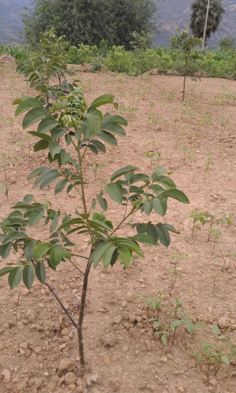 盐源早核桃苗二年苗50~100cm