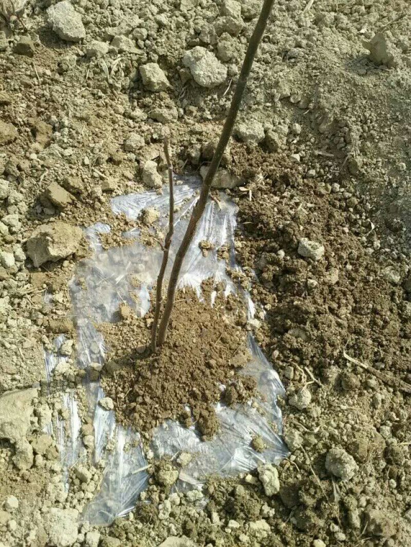 盐源早核桃苗二年苗50~100cm