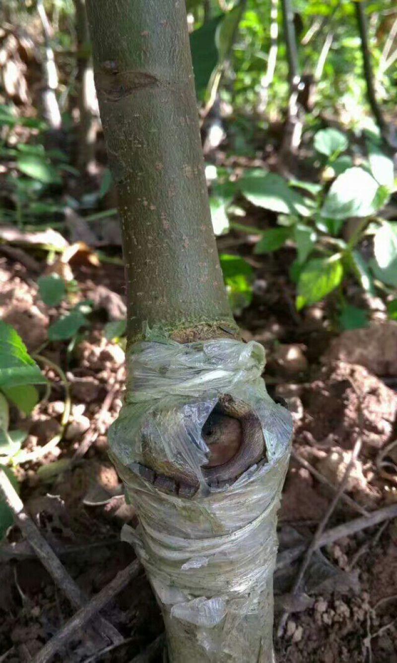 盐源早核桃苗二年苗50~100cm