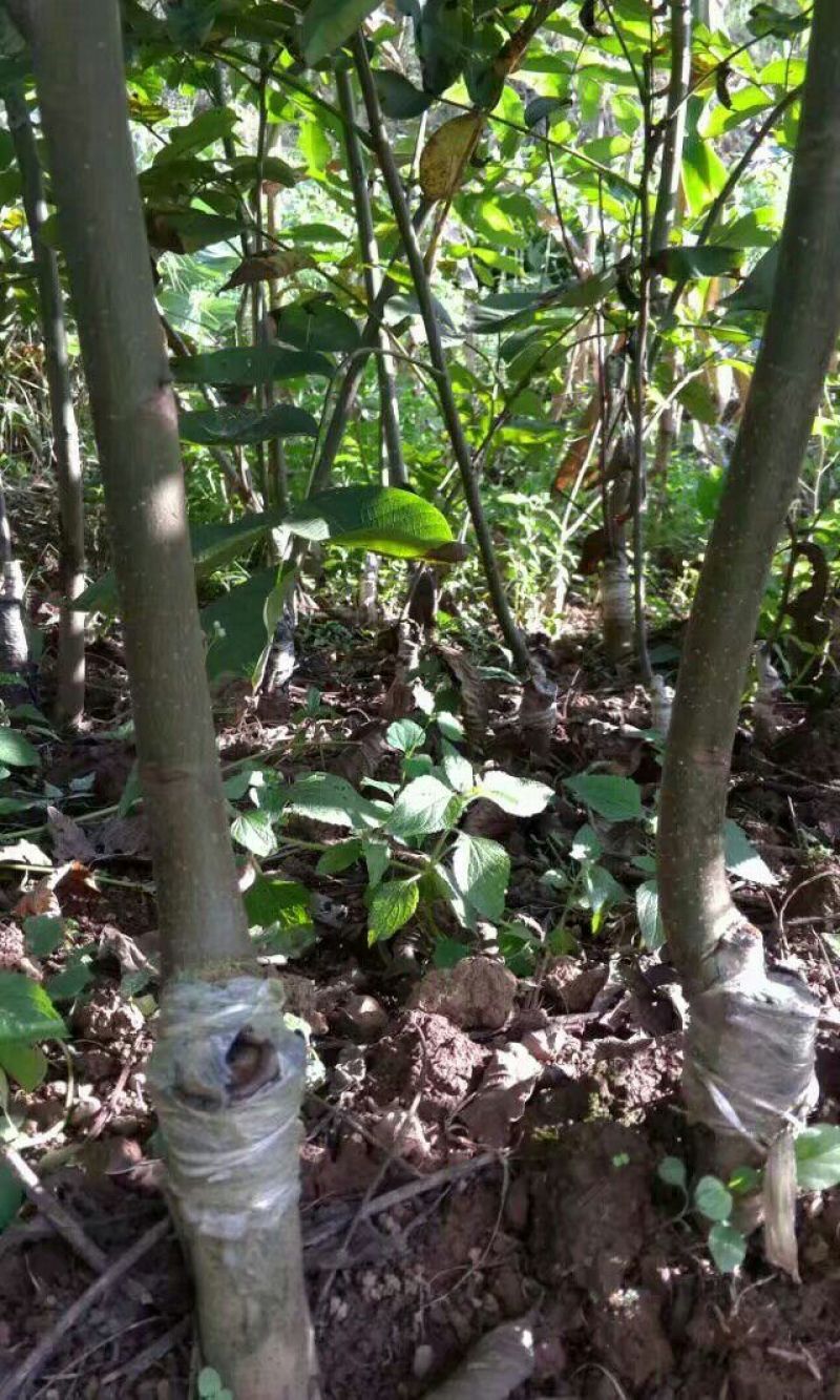 盐源早核桃苗二年苗50~100cm