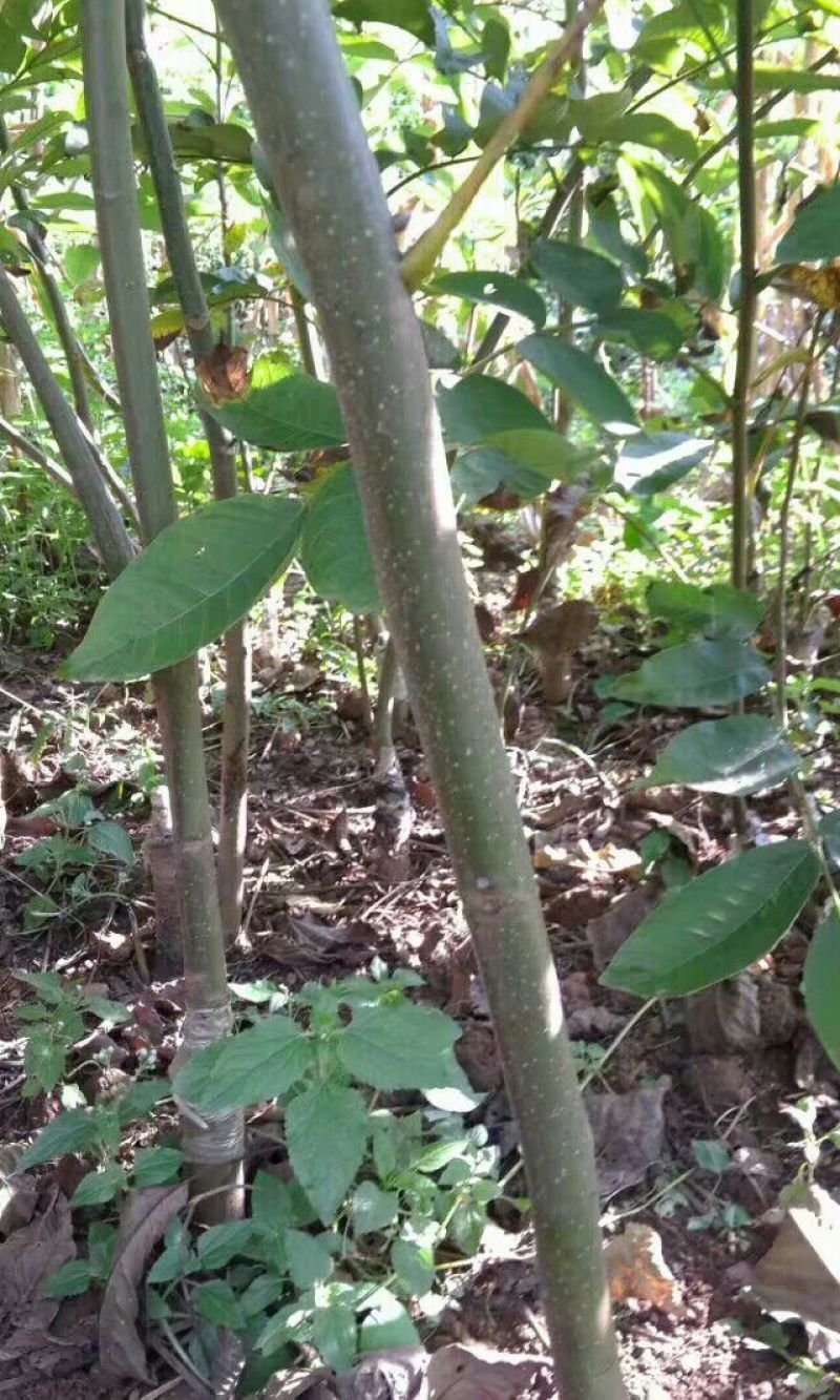盐源早核桃苗二年苗50~100cm