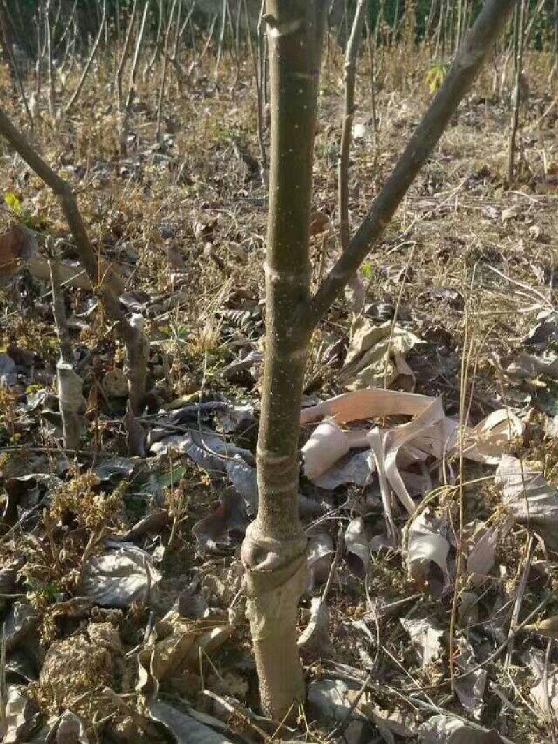 盐源早核桃苗二年苗50~100cm