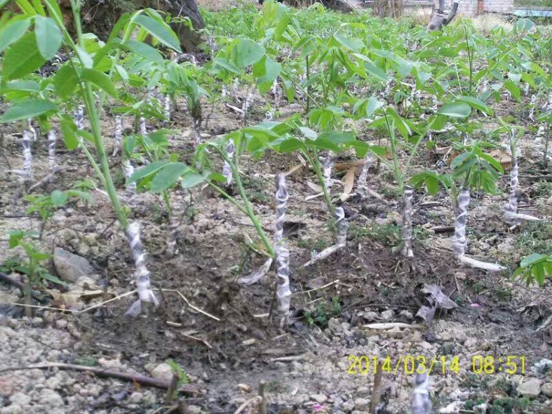 盐源早核桃苗二年苗50~100cm