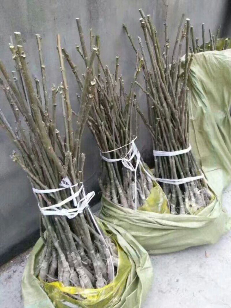盐源早核桃苗二年苗50~100cm