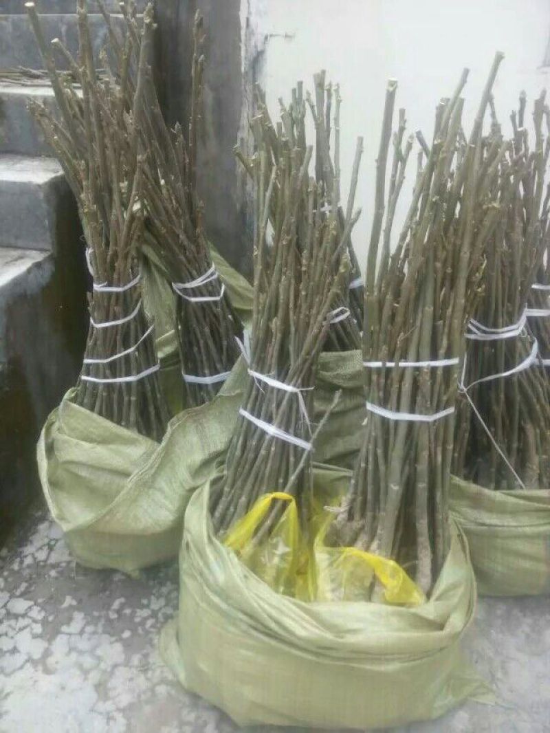 盐源早核桃苗二年苗50~100cm