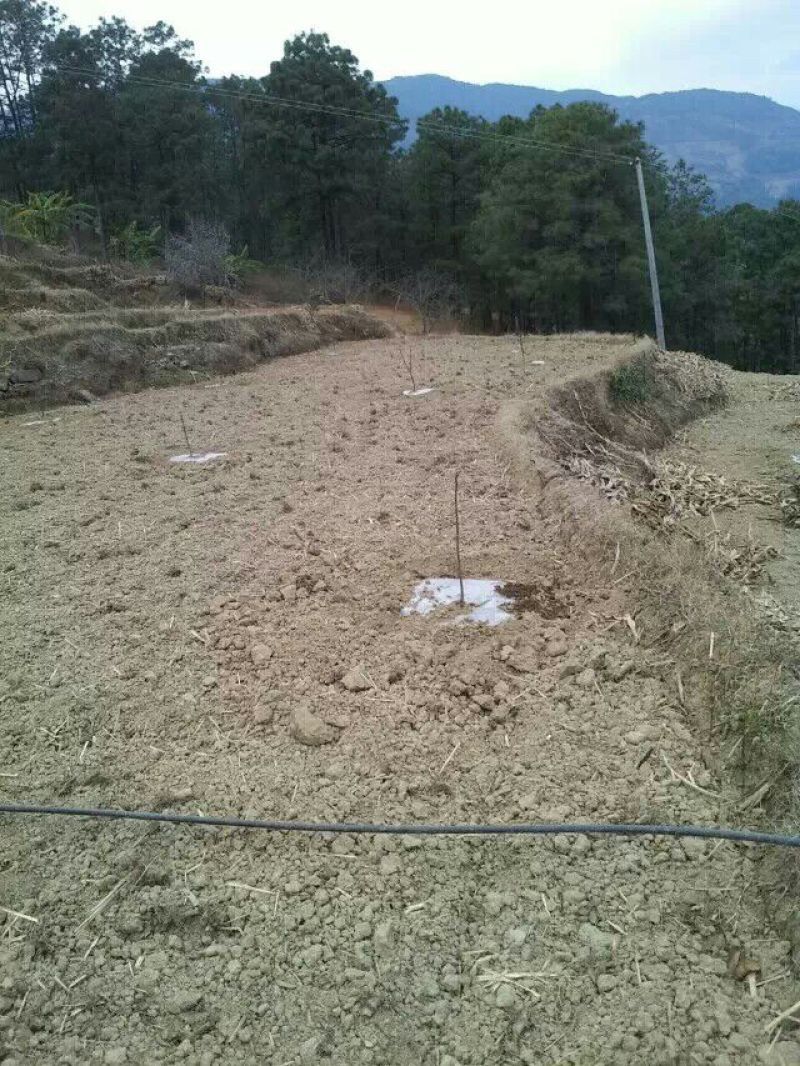 盐源早核桃苗二年苗50~100cm