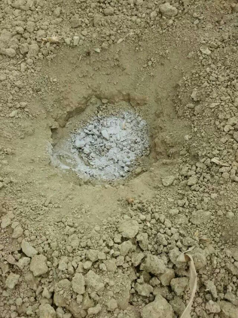 盐源早核桃苗二年苗50~100cm