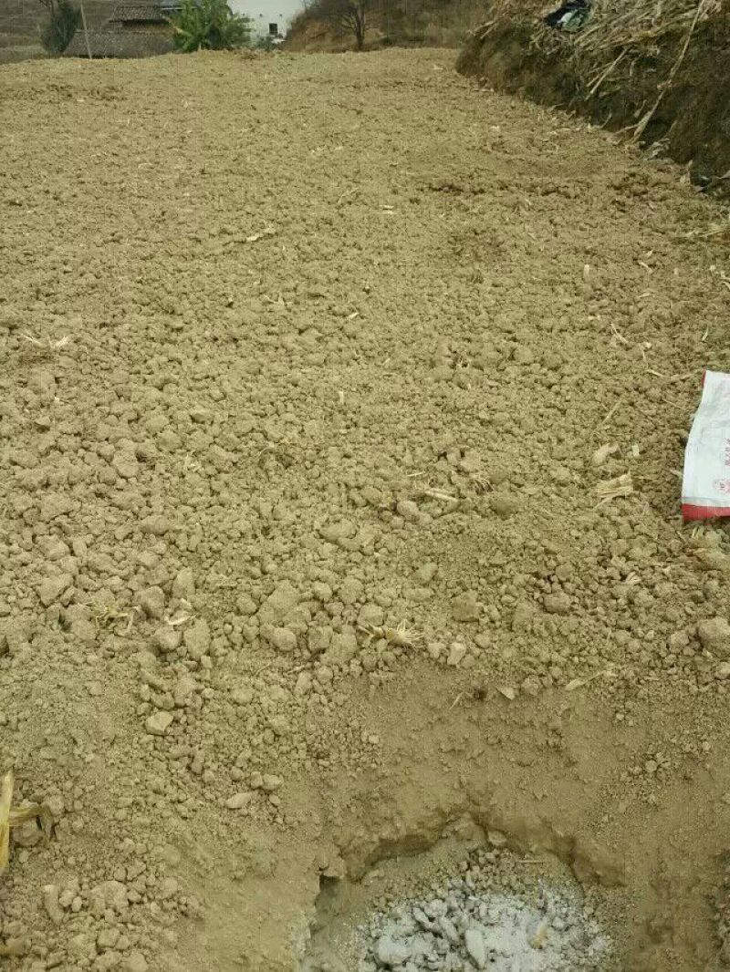 盐源早核桃苗二年苗50~100cm
