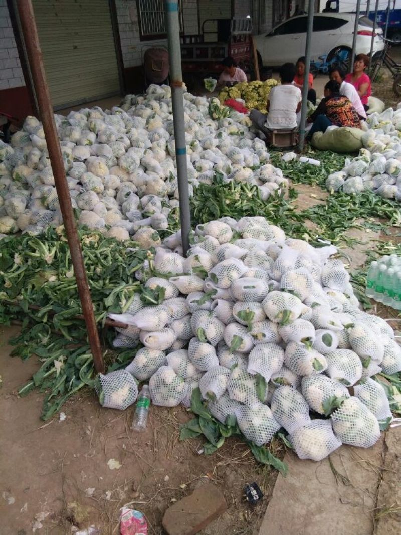 河南菜花基地适中乳白对接农户货源充足