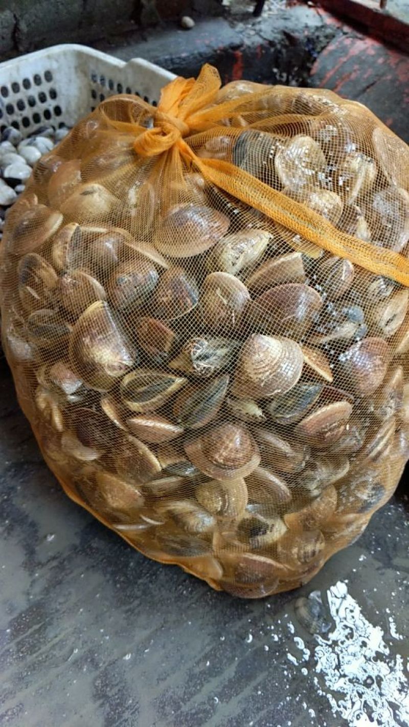 文蛤食用鲜活