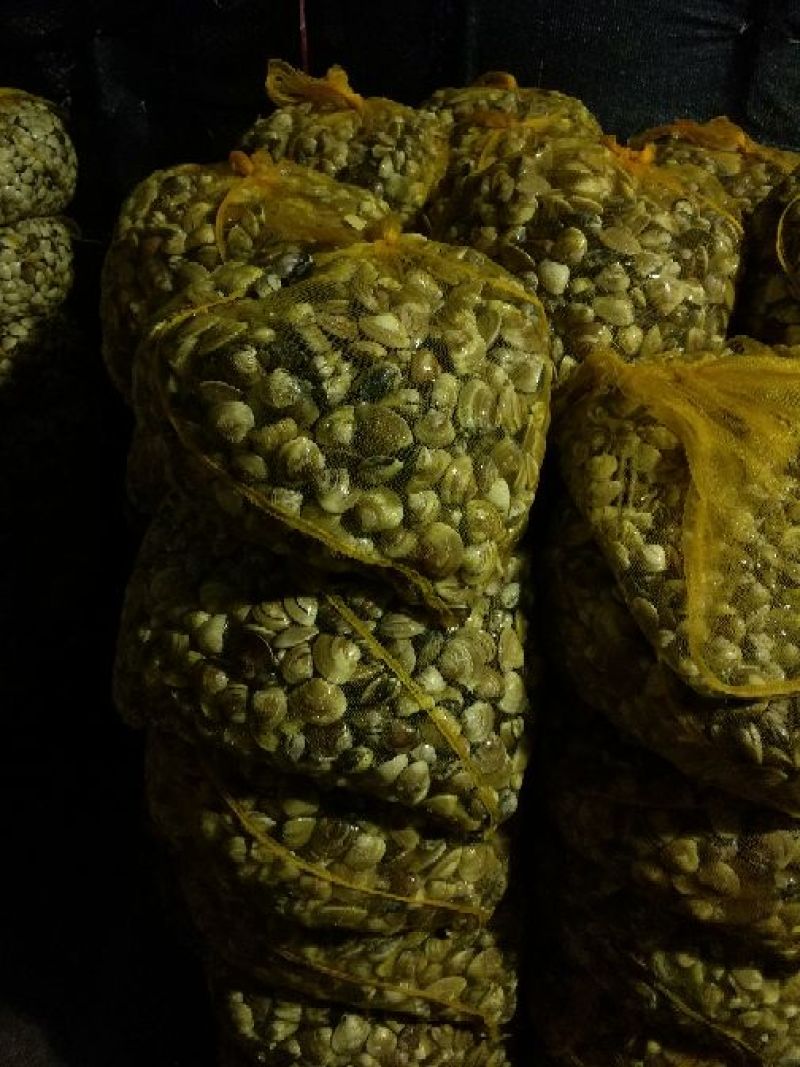 文蛤食用鲜活