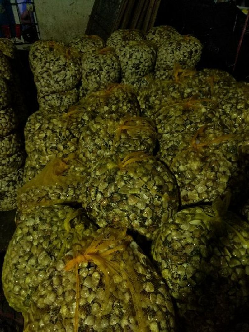 文蛤食用鲜活