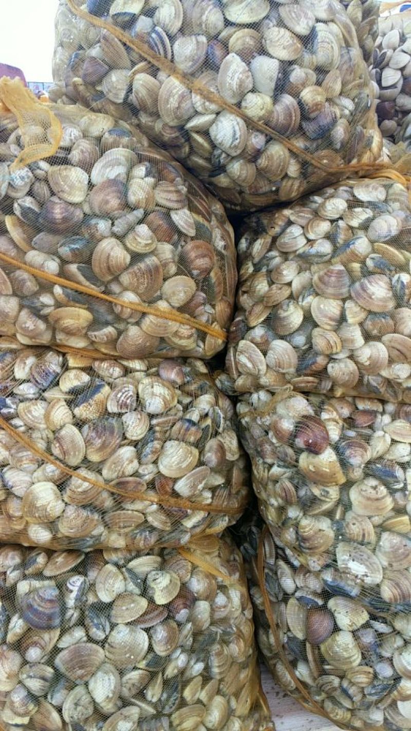 文蛤食用鲜活