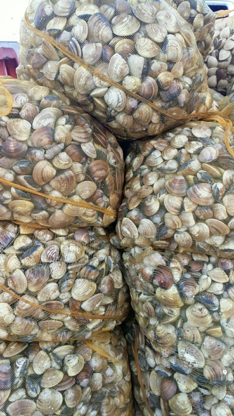 文蛤食用鲜活