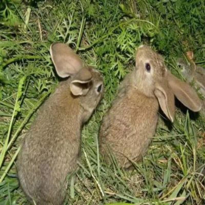 比利时种兔1kg以下比利时麻麻兔，灰兔，老虎黄兔