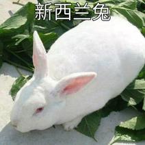 新西兰兔作种1斤以下种兔苗合理公母搭配高产高成活