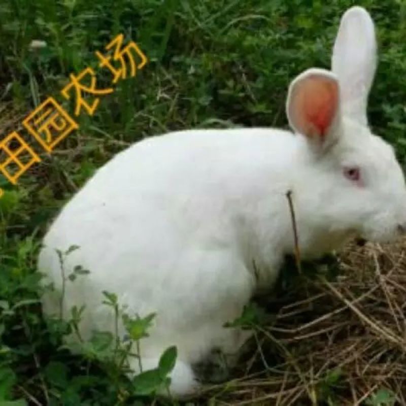 新西兰兔作种1斤以下种兔苗合理公母搭配高产高成活