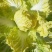 黄心白菜4~6斤净菜，品种纯正，适合全国各地市场畅销